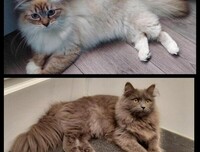 Belle en Sofia - Siberische Kat