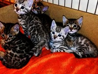 bengal - Bengaal