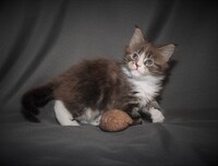 Simply Coons Phiby - Maine Coon