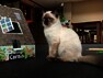 Ragdoll Ragdoll