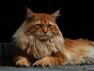- Maine Coon