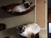 Ragdoll Ragdoll