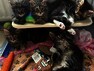 - Maine Coon