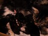 - Maine Coon