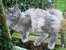 - Maine Coon