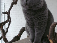 Brits Korthaar Brits Korthaar