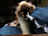 Ragdoll Ragdoll