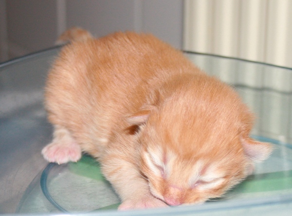 Noorse Boskat kittens te koop in Overasselt - 3065 ...
